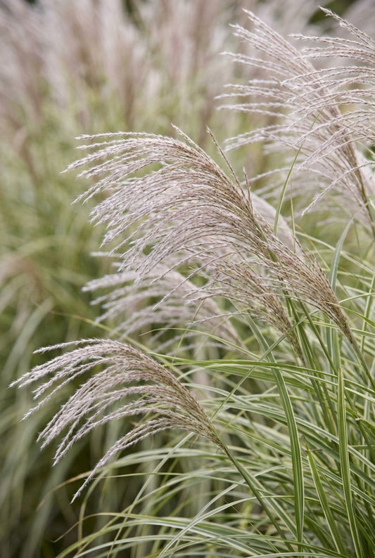 Miscanthus sinensis 'Undine' bloem