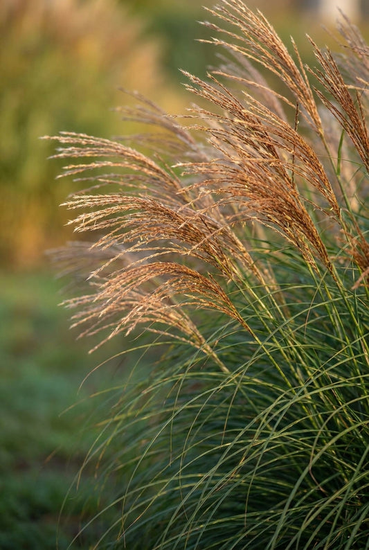 Miscanthus sinensis 'Yaka Dance' bloem