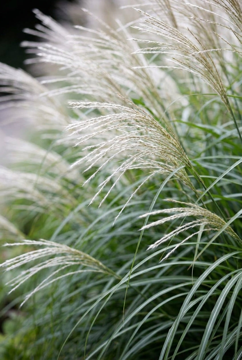Miscanthus sinensis 'Yaku Jima' bloem
