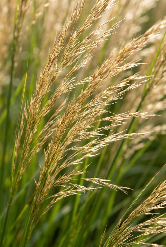 Molinia caerulea 'Whirlwind' bloem