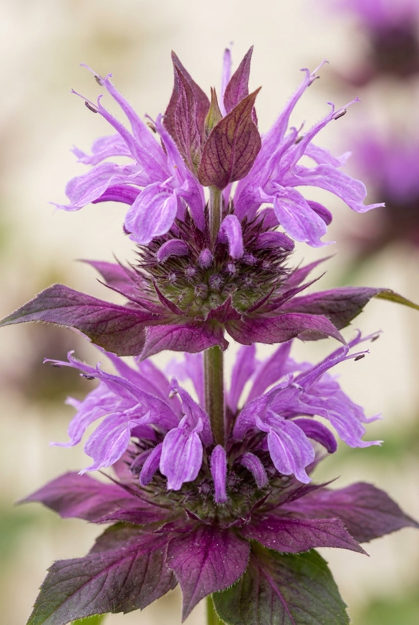 Monarda 'Aquarius' bloem