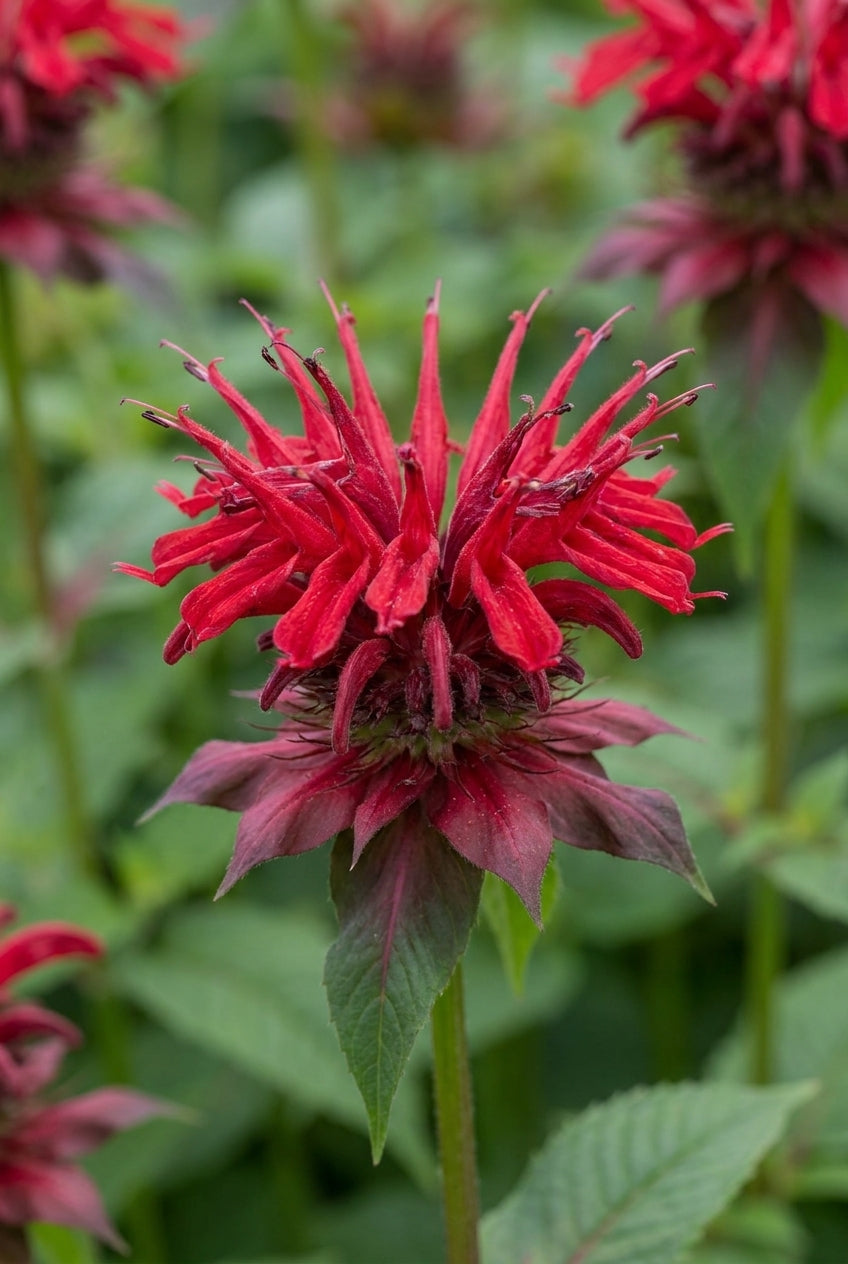 Monarda 'Balance' bloem