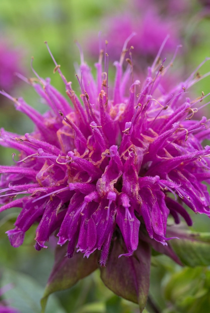 Monarda 'Donnerwolke' bloem