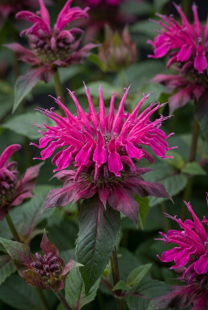 Monarda 'On Parade' bloem