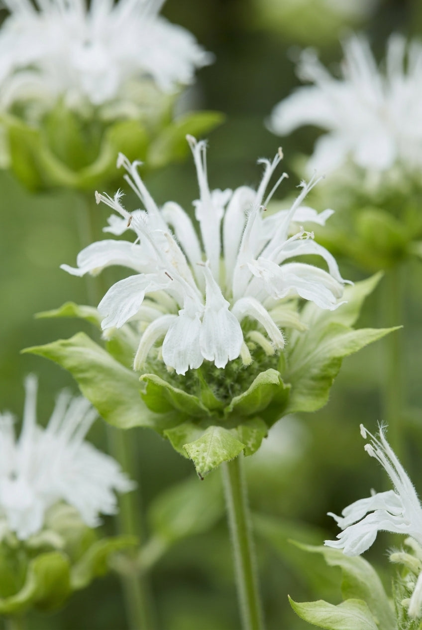 Monarda 'Snow Queen' bloem