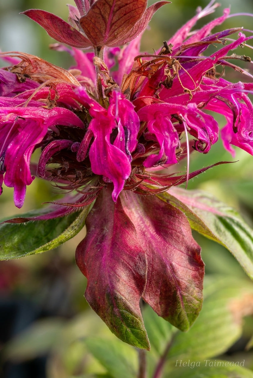 Monarda 'Talud' bloem