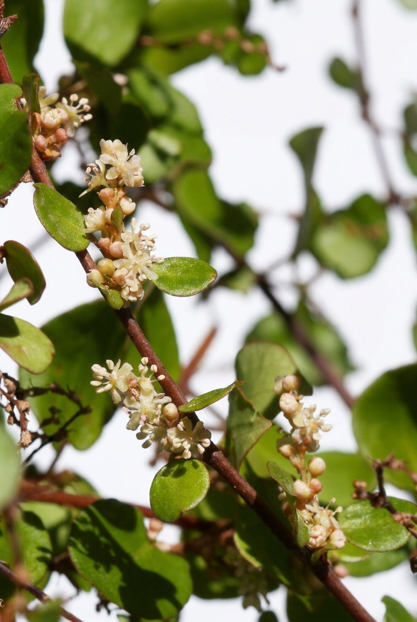 Muehlenbeckia complexa bloem