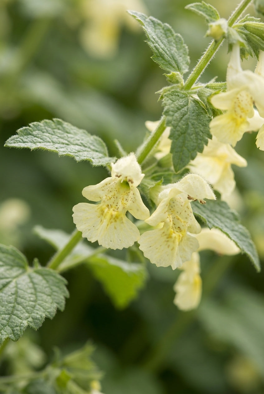 Nepeta govaniana bloem