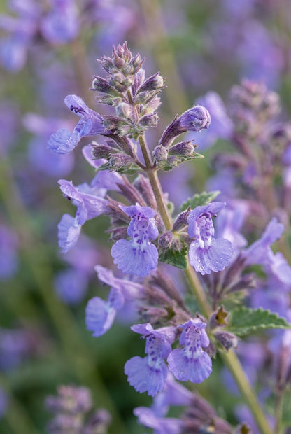 Nepeta 'Walker's Low' bloem