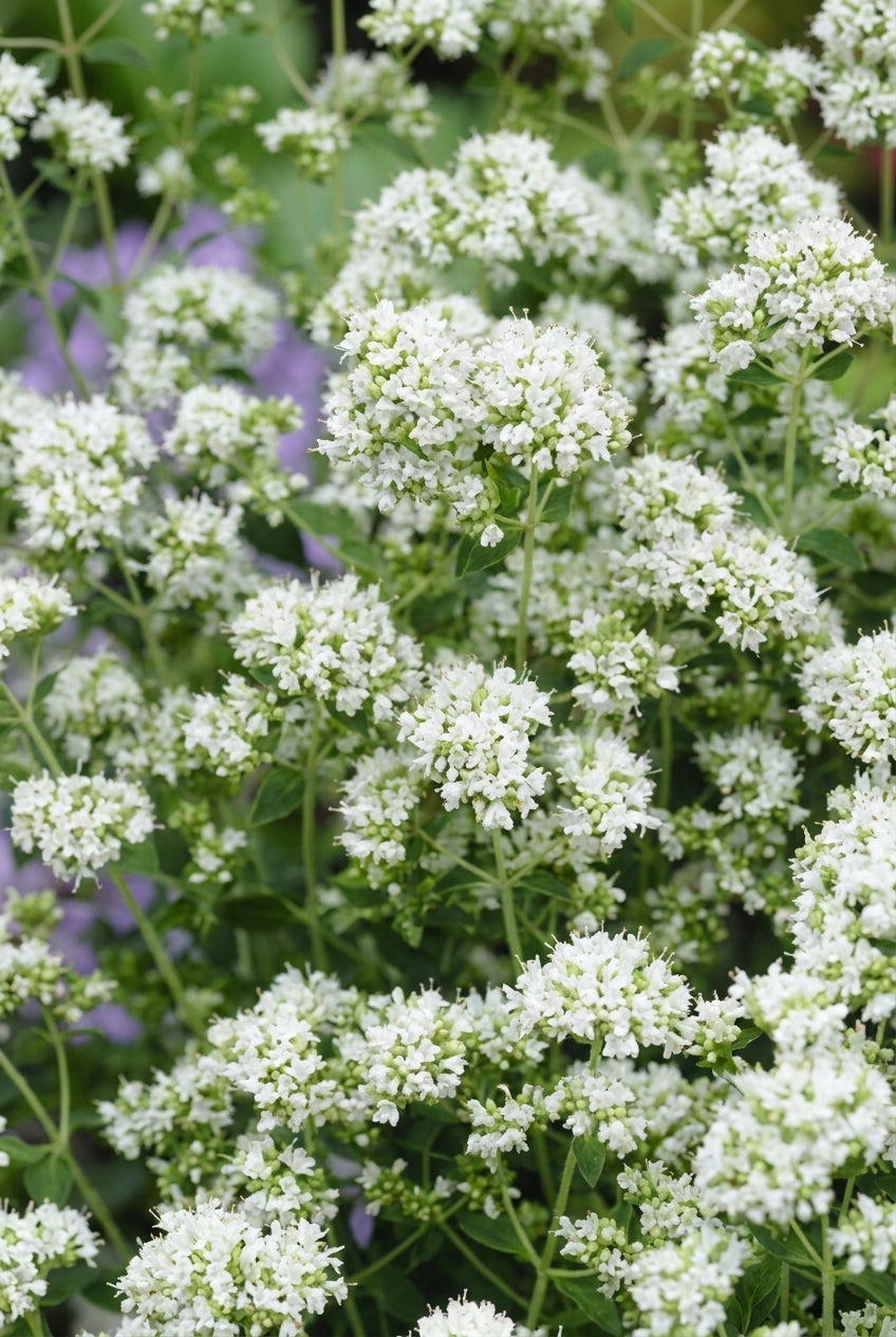 Origanum vulgare 'Album' bloem