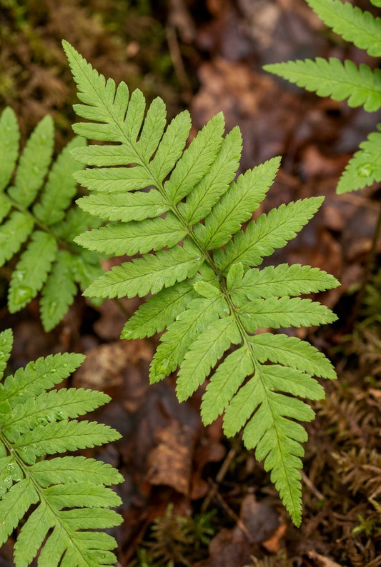 Osmunda japonica blad