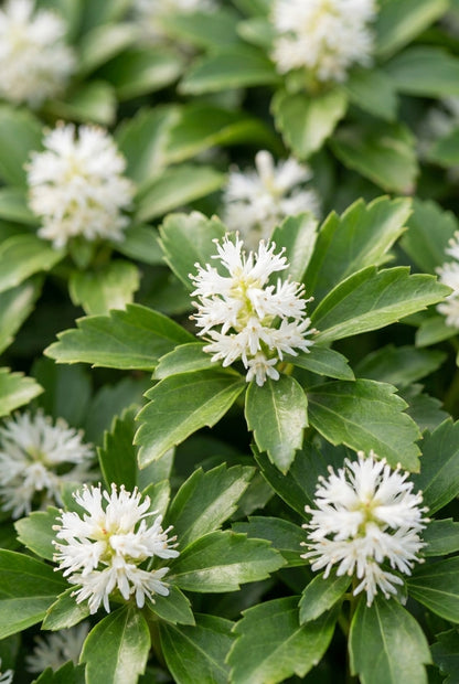 Pachysandra terminalis 'Green Carpet' bloem