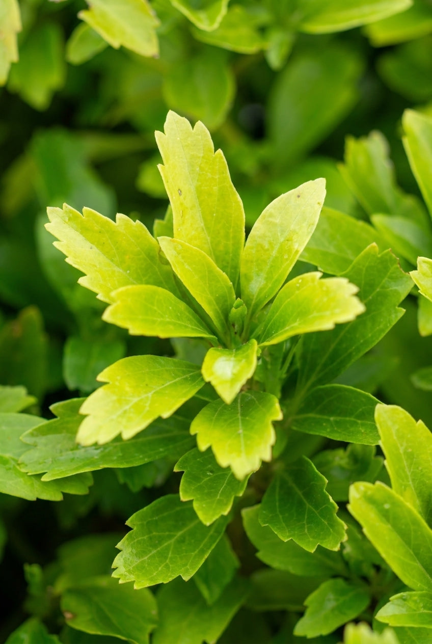 Pachysandra terminalis blad