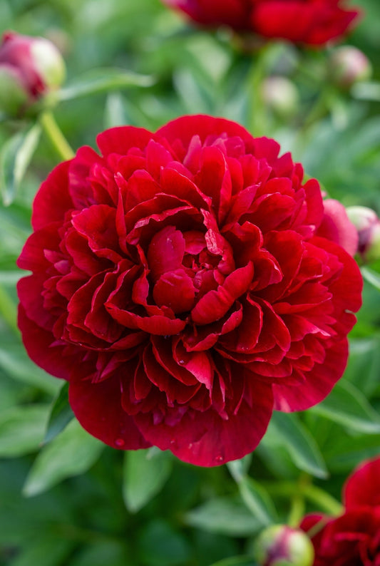 Paeonia 'Red Charm' bloem