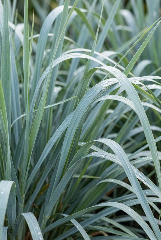 Panicum amarum 'Dewey Blue' blad