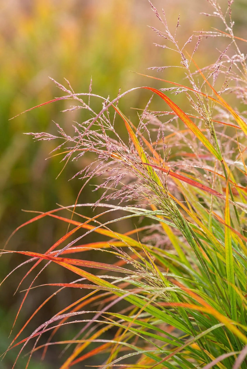 Panicum virgatum 'Kupferhirse' blad