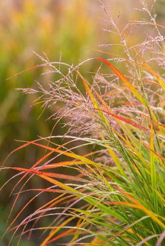 Panicum virgatum 'Kupferhirse' blad