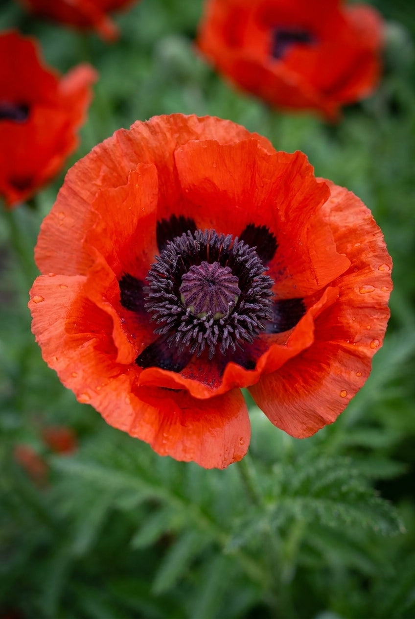 Papaver orientale 'Nana Allegro' bloem