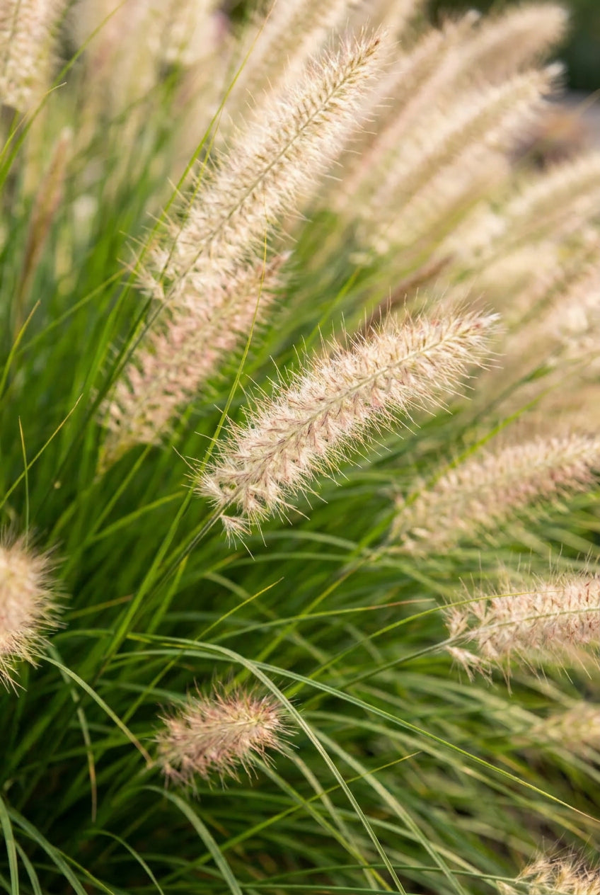 Pennisetum alopecuroides 'Hameln' bloem