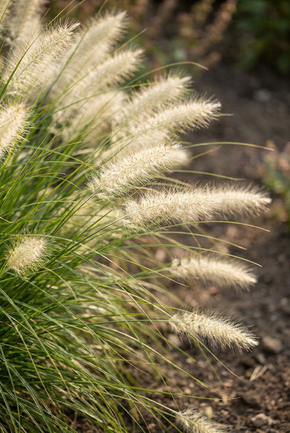 Pennisetum alopecuroides 'Little Bunny' bloem