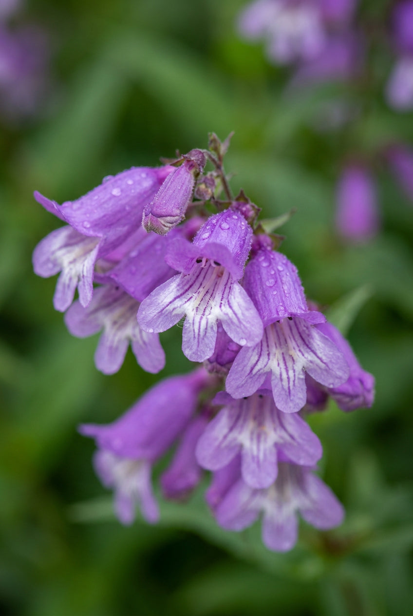 Penstemon hirsutus bloem