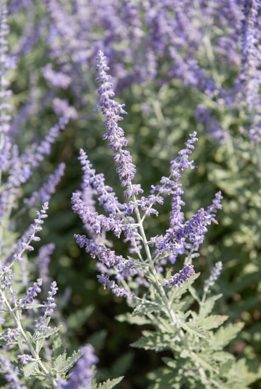 Perovskia atriplicifolia 'Lissvery' bloem