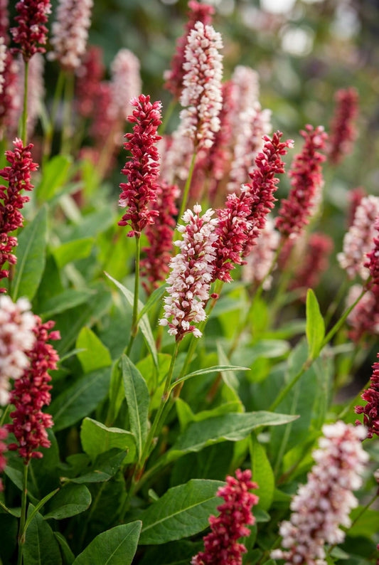 Persicaria affinis 'Superba' bloem