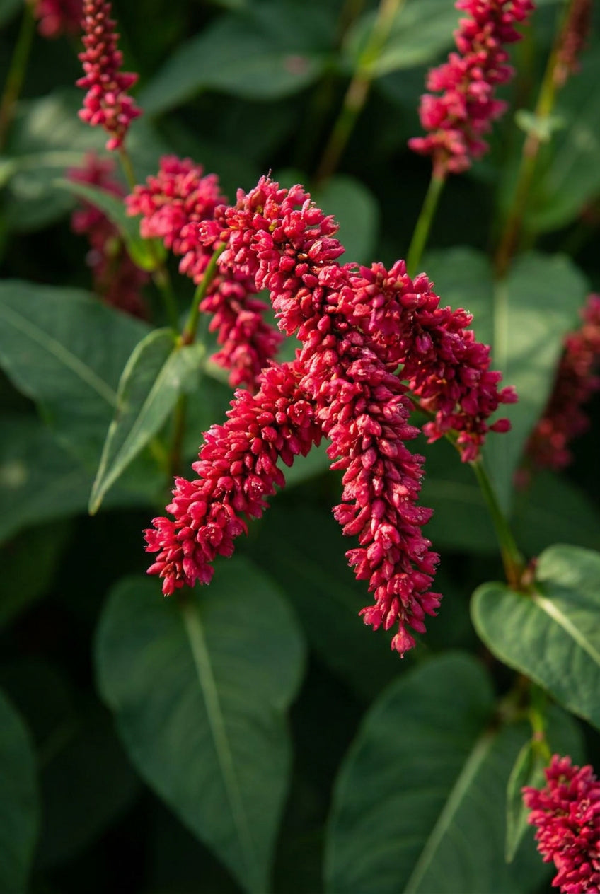 Persicaria amplexicaulis pendula bloem