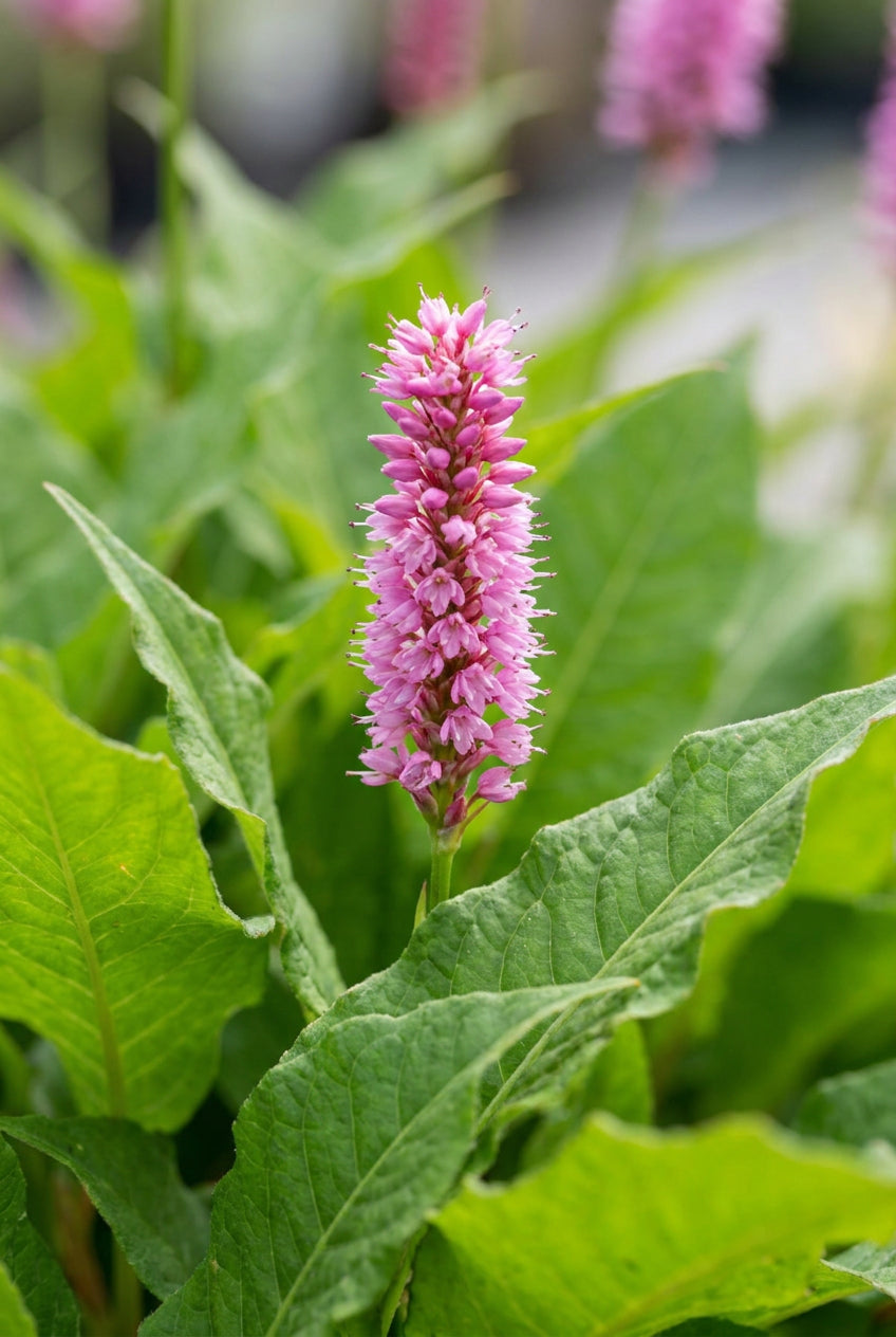 Persicaria amplexicaulis bloem