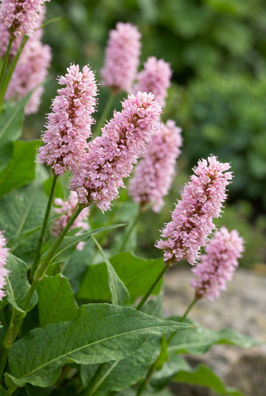 Persicaria bistorta 'Superba' bloem