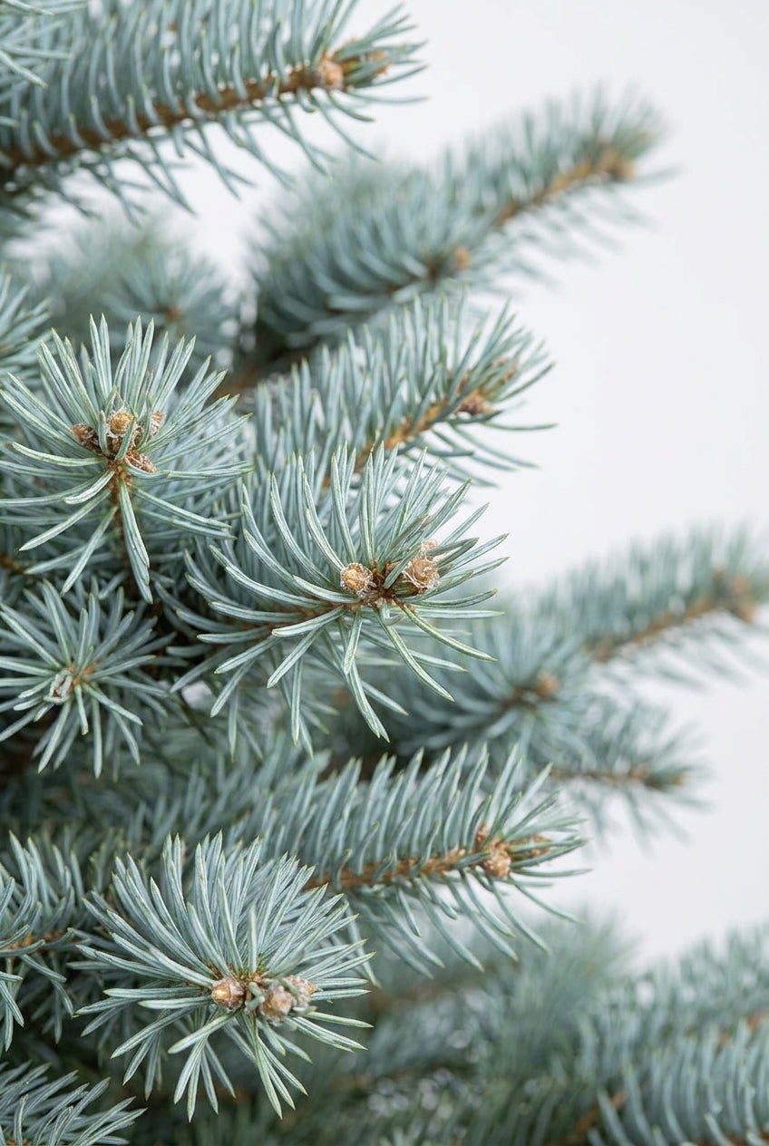 Abies alba op stam naalden