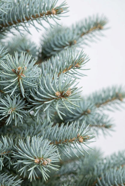 Abies alba op stam naalden