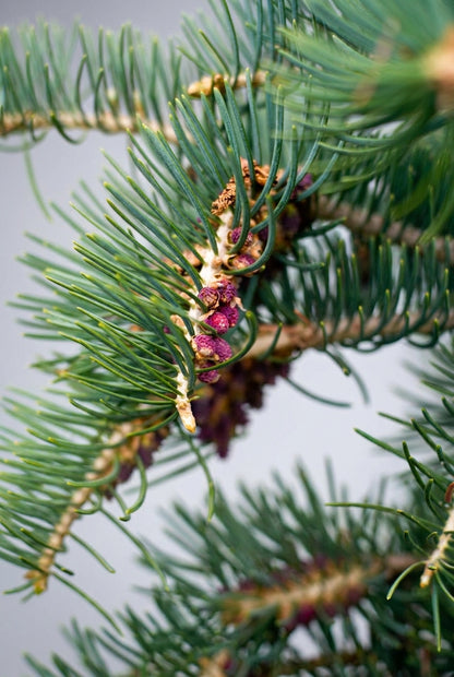 Abies concolor 'Blue Cloak' Tuinplanten naalden