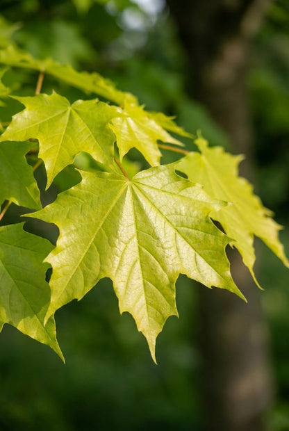 Acer cappadocicum lobelii op stam blad