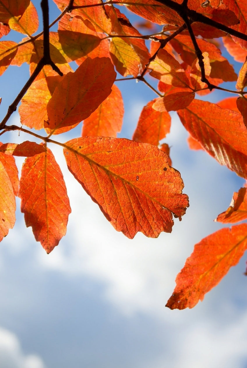 Acer maximowiczianum solitair blad