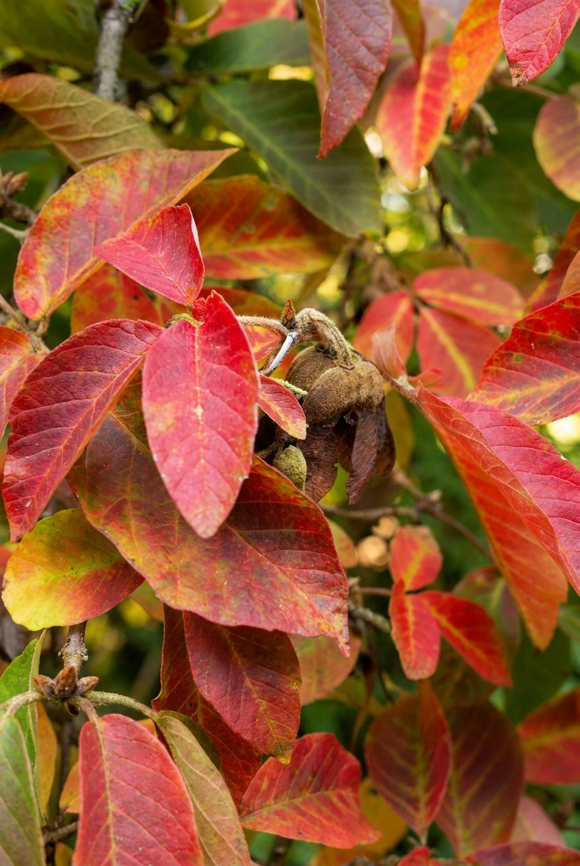 Acer maximowiczianum solitair bladeren