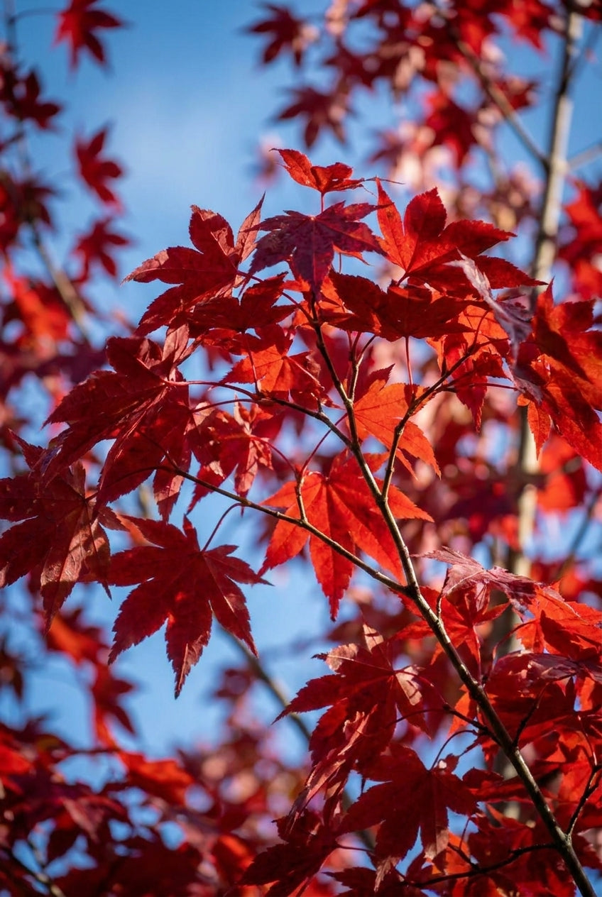 Acer rubrum 'Austep' Tuinplanten blad