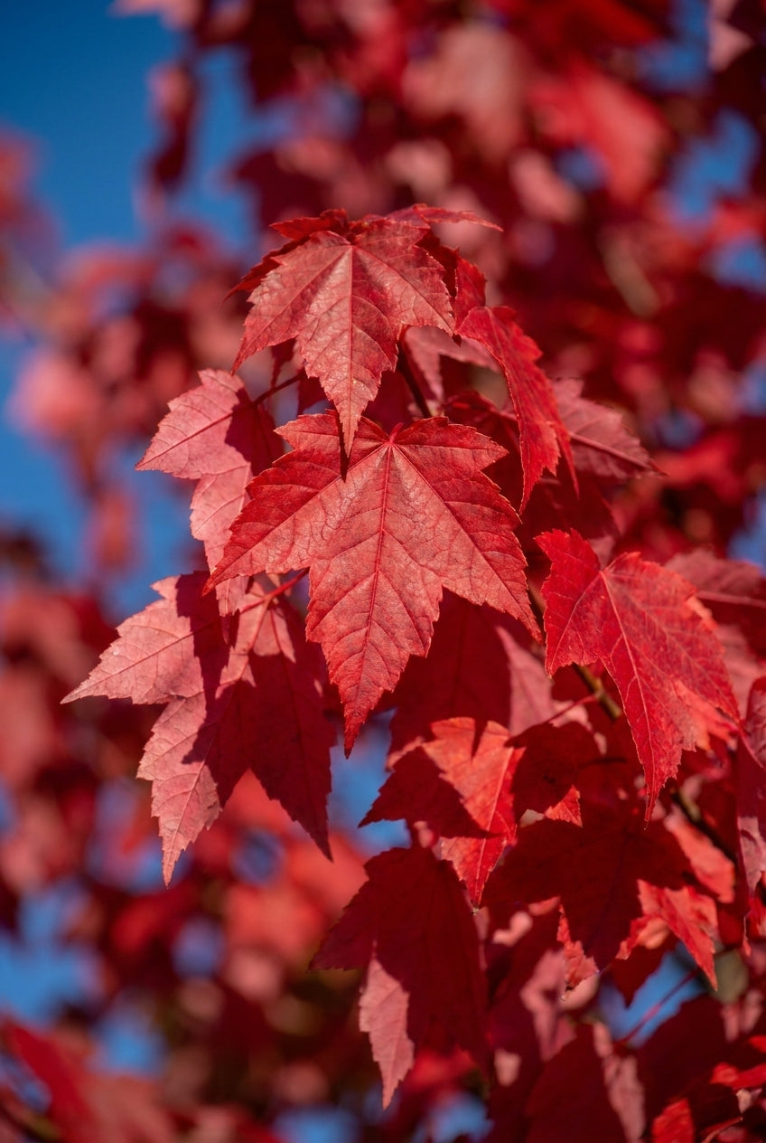 Acer rubrum 'Sun Valley' solitair bladeren
