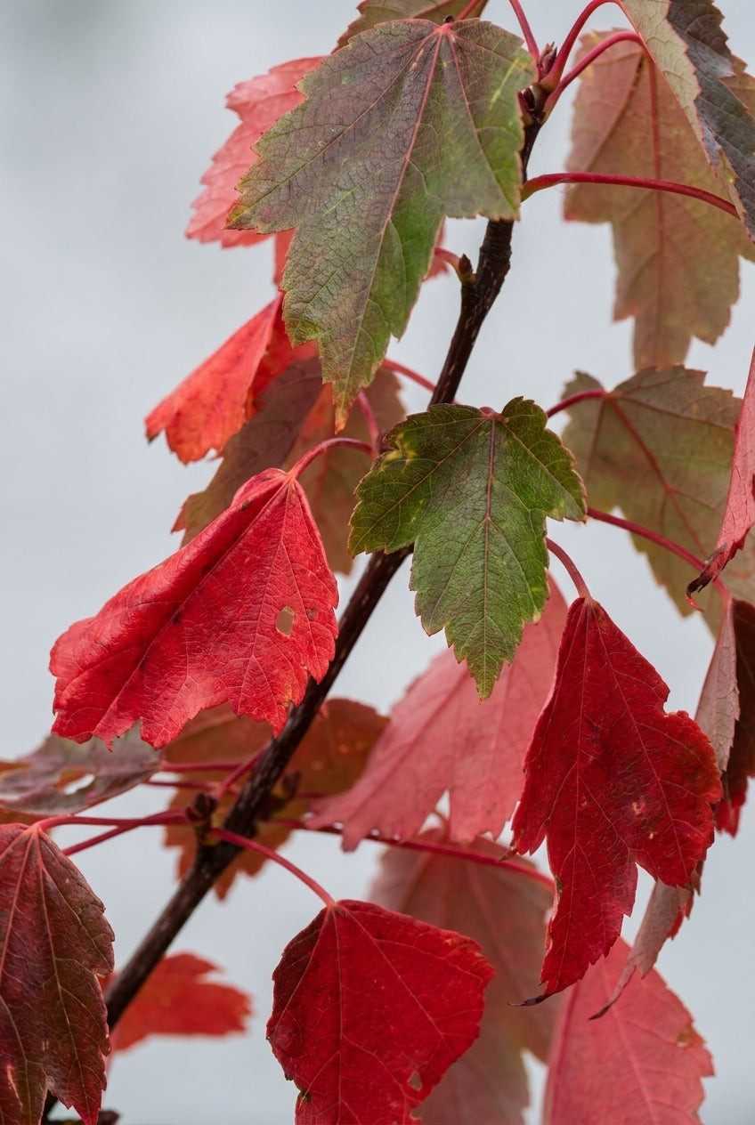Acer rubrum 'Sun Valley' solitair blad