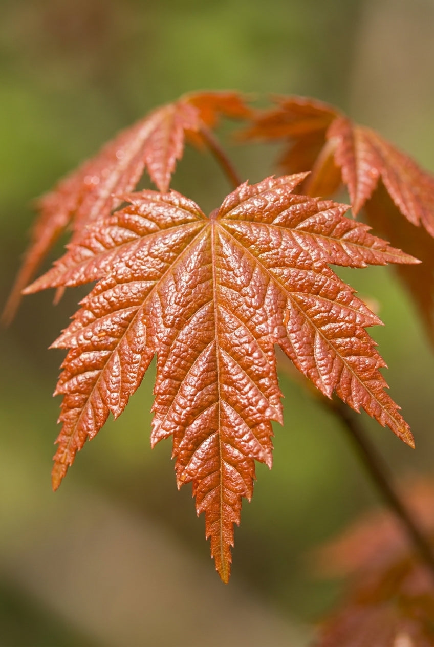 Acer saccharinum 'Lutescens' op stam blad
