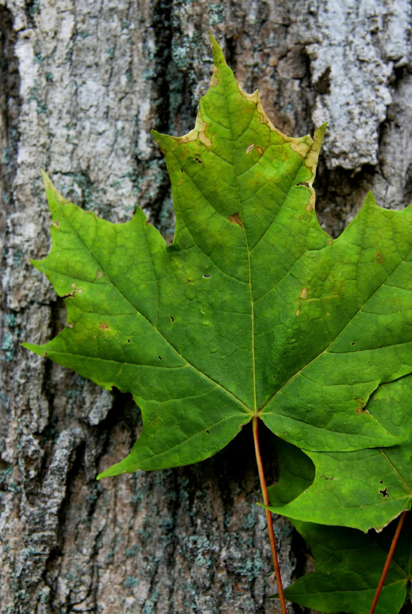 Acer saccharum op stam stam