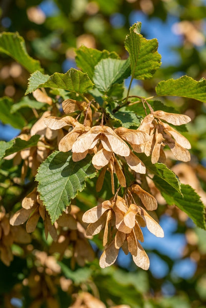 Acer tataricum 'Garann' Tuinplanten zaaddoos
