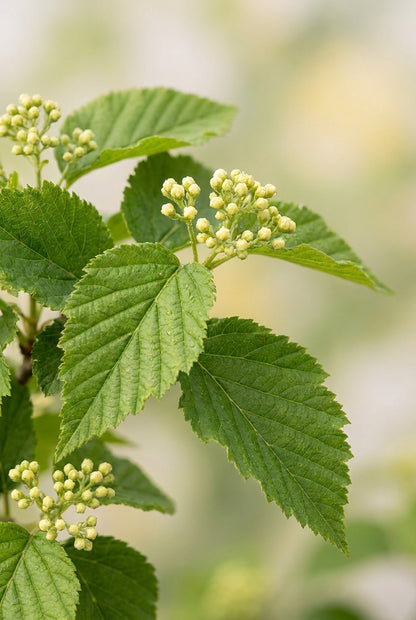 Acer tataricum 'Garann' Tuinplanten bladeren