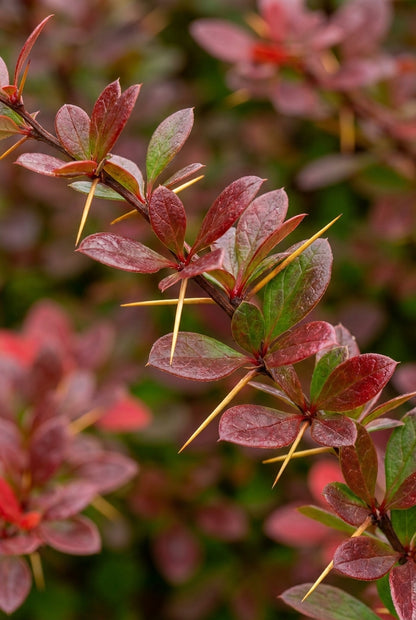 Berberis media 'Parkjuweel' stekel