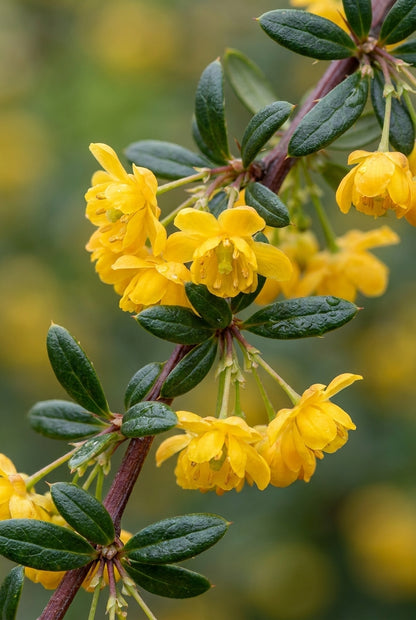 Berberis stenophylla meerstammig / struik bloem