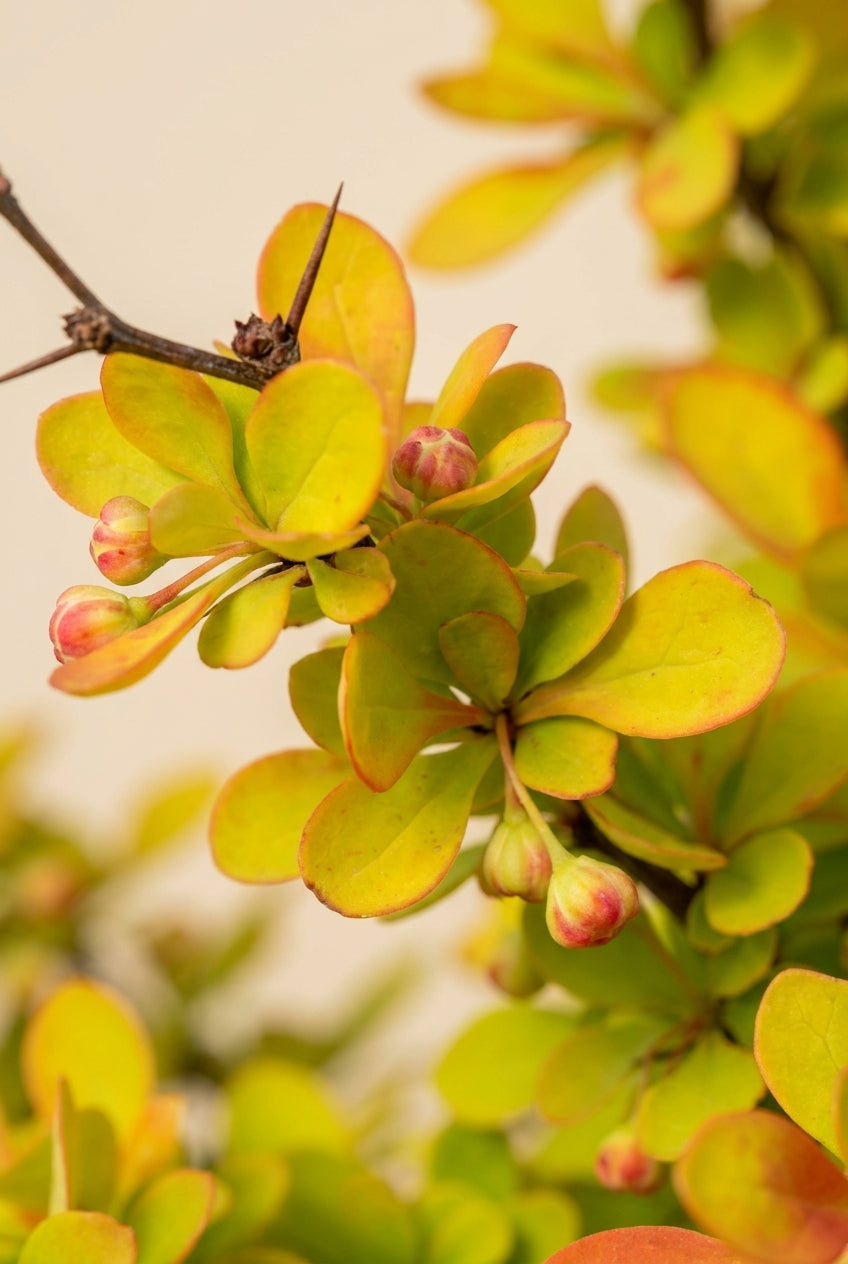Berberis thunbergii 'Aurea' bloem
