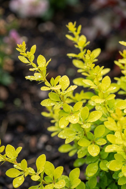 Berberis thunbergii 'Aurea' blad