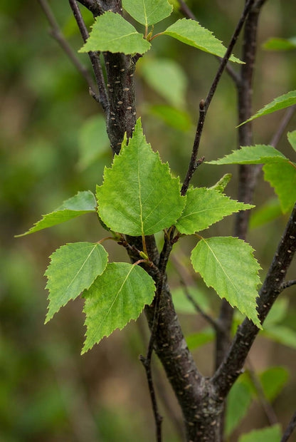 Betula pendula 'Obelisk' solitair blad