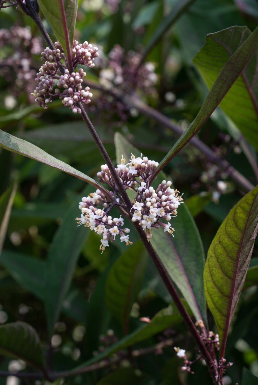 Callicarpa kwangtungensis Tuinplanten bloem