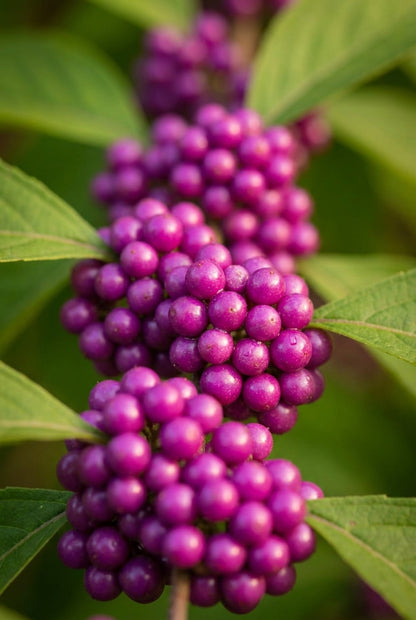 Callicarpa kwangtungensis Tuinplanten bes